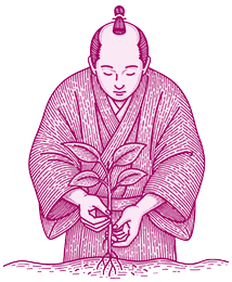 Ilustración de médico japonés de la antigüedad tomando una pequeña planta asociada al resveratrol.